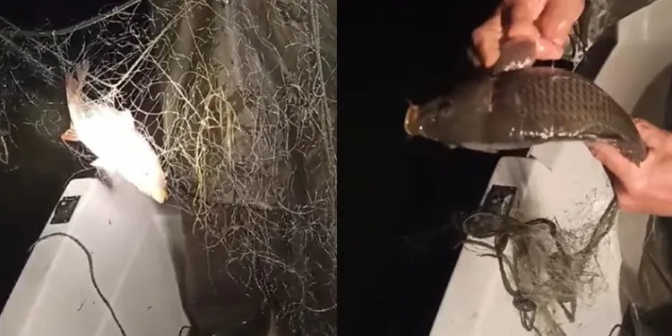 Kovada Gölü’nde ağ ele geçirildi