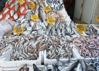 Tezgahların bu sezonki starı ‘hamsi’