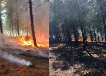 Adana’da orman yangını