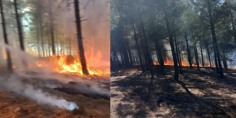 Adana’da orman yangını