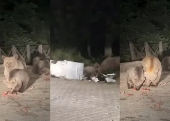 Bursa’da aç kalan ayılar yiyecek aradılar