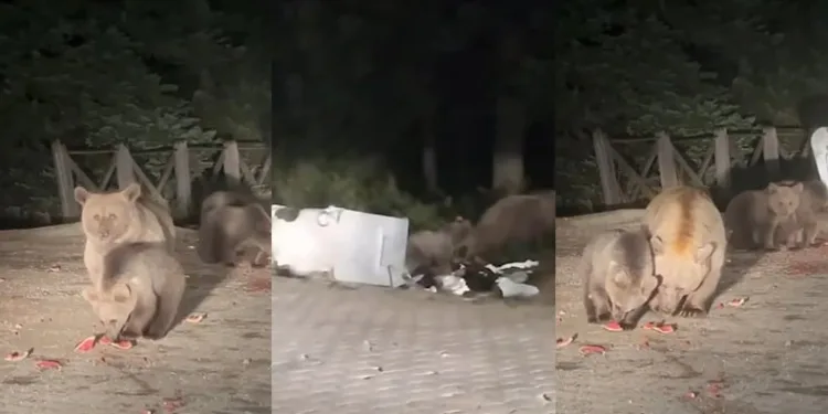 Bursa’da aç kalan ayılar yiyecek aradılar