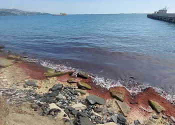 Marmara Denizi’nin kıyıları kırmızı yosunla kaplandı