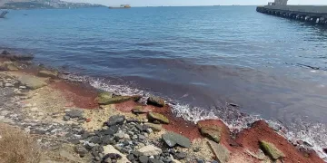 Marmara Denizi’nin kıyıları kırmızı yosunla kaplandı