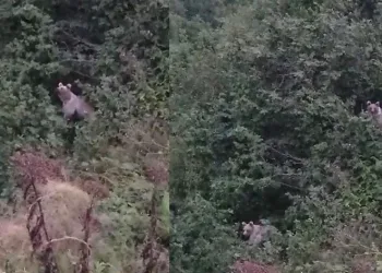 Ayıların fındık keyfi kameraya yansıdı