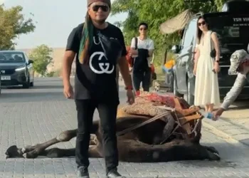 İş yüküne dayanamayan deve bayıldı