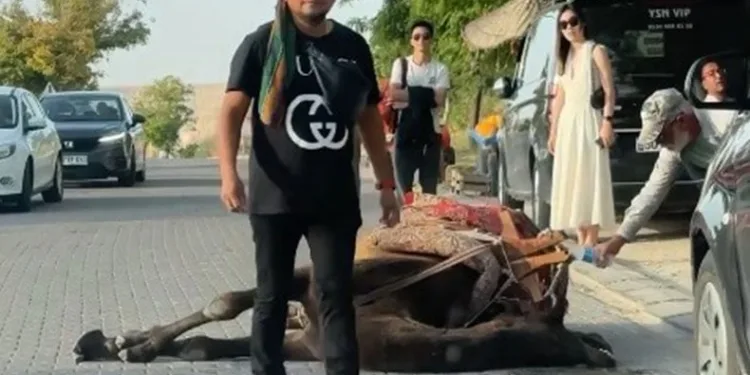 İş yüküne dayanamayan deve bayıldı