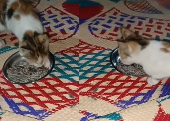Et değil, çekirdek yiyen kedi