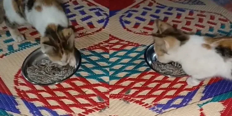 Et değil, çekirdek yiyen kedi