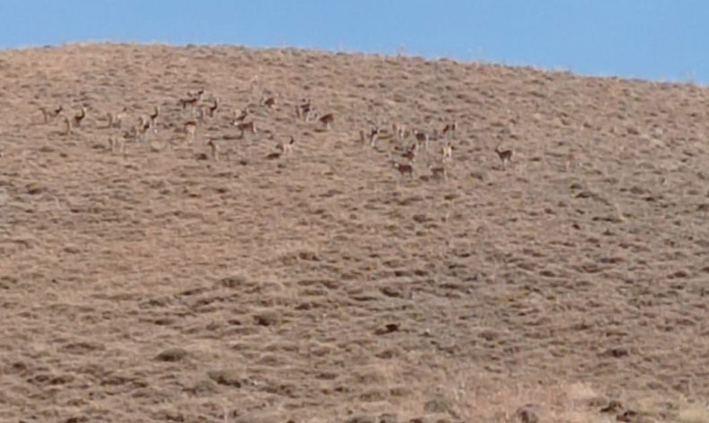 Hakkari'de dağ keçileri sürüsü görüldü