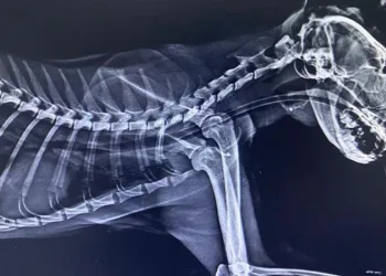 Kedinin boğazından üç olta kancası çıktı
