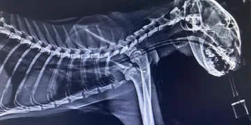 Kedinin boğazından üç olta kancası çıktı
