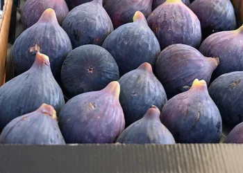Siyah incir hasadı başladı