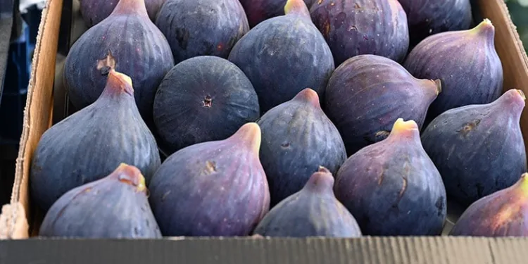 Siyah incir hasadı başladı