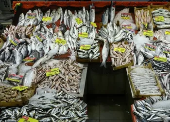 Tezgahlarda hamsi bolluğu yaşanıyor