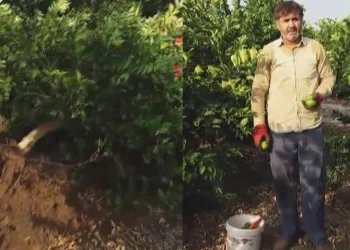 “3TL’den alırım” deyince, ağacını söktü