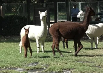 Yavru alpaka Bursa’nın neşe kaynağı oldu