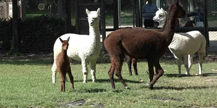 Yavru alpaka Bursa’nın neşe kaynağı oldu