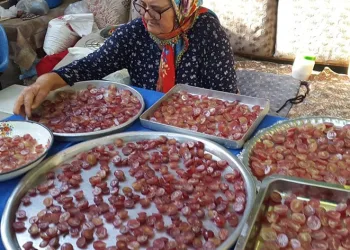 Üzüm hurmaları kış için hazırlanıyor
