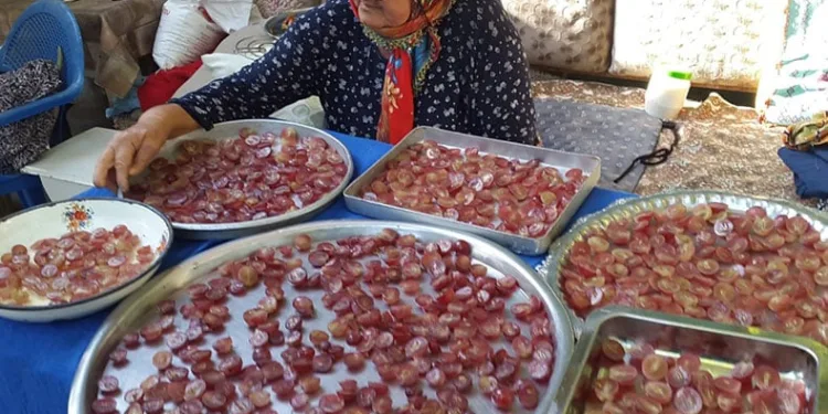 Üzüm hurmaları kış için hazırlanıyor
