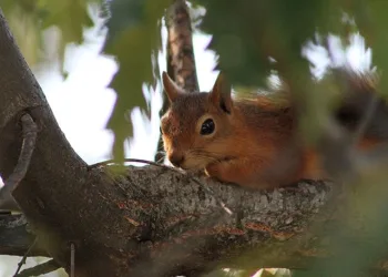 Sincabın meşe palamudu keyfi