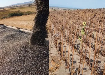 Kuraklık ayçiçeğini olumsuz etkiledi
