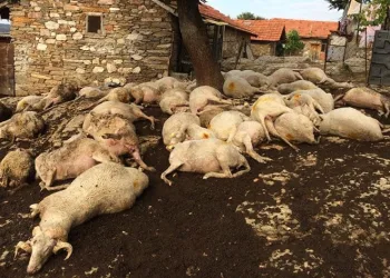 Yıldırım düşen ağacın altında kaldılar