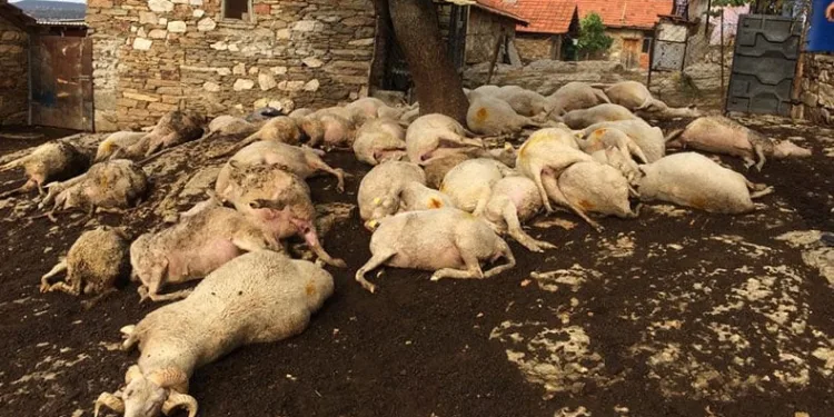 Yıldırım düşen ağacın altında kaldılar