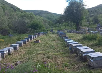 Kestane balı üretiminde büyük düşüş