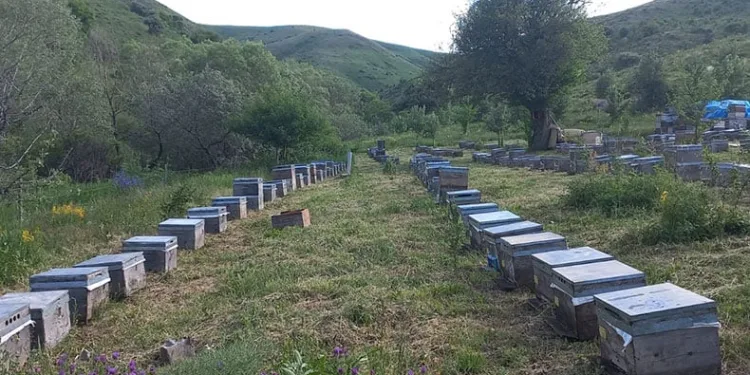 Kestane balı üretiminde büyük düşüş