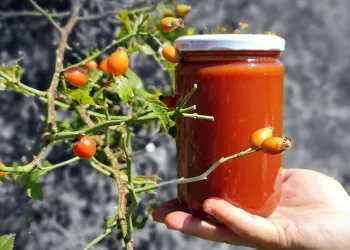 Kuşburnunun hasat dönemi yaklaştı