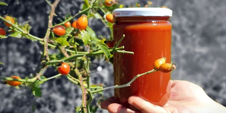 Kuşburnunun hasat dönemi yaklaştı