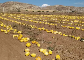 İlk defa ekti, tonlarca aldı
