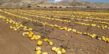 İlk defa ekti, tonlarca aldı