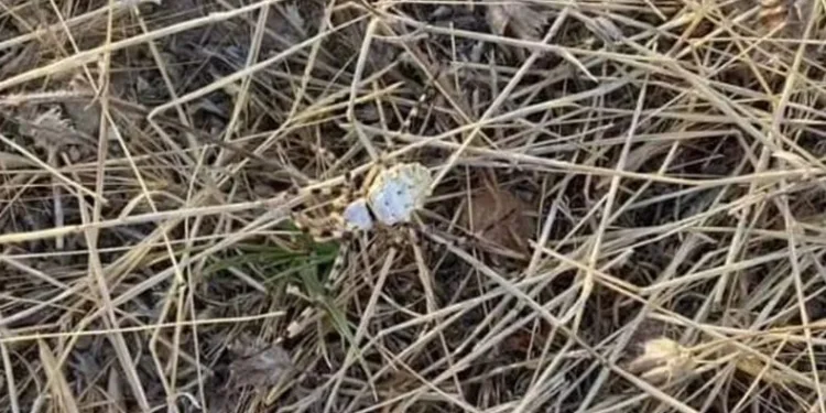 Isırığı sinir hücrelerini yerle bir ediyor