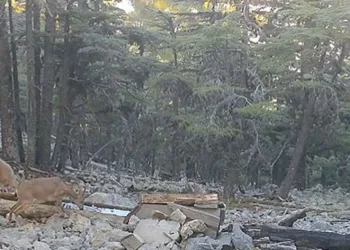 Yaban hayvanlarının ihtiyacı yalaklarla gideriliyor