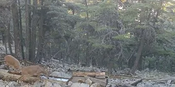 Yaban hayvanlarının ihtiyacı yalaklarla gideriliyor