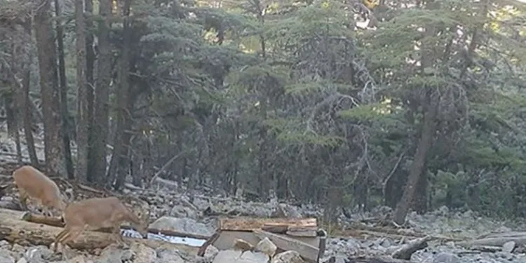 Yaban hayvanlarının ihtiyacı yalaklarla gideriliyor