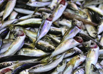 Palamut olmayınca krallık hamsiye kaldı