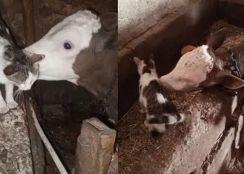 Arkadaşı buzağıyı sürekli ziyaret ediyor