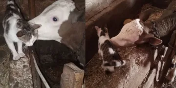 Arkadaşı buzağıyı sürekli ziyaret ediyor