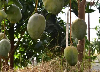 Avokado ve mango temalı tropik meyve festivali