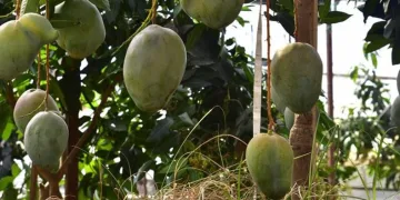 Avokado ve mango temalı tropik meyve festivali