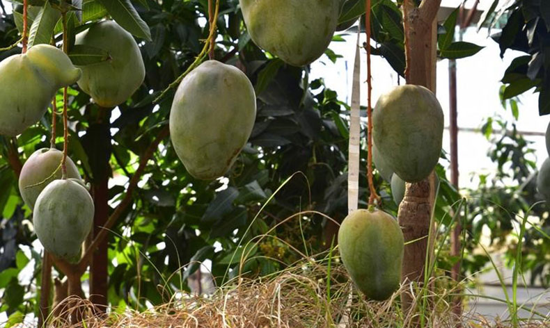 Avokado ve mango temalı tropik meyve festivali