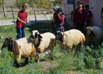 “Kuzular” öğrencilerin maskotu oldu