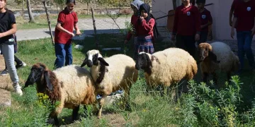 “Kuzular” öğrencilerin maskotu oldu