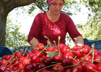 İklim şartlarına rağmen rekor kırdı