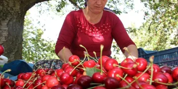 İklim şartlarına rağmen rekor kırdı