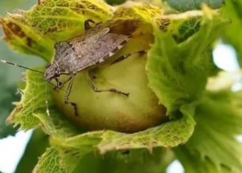 Fındık üreticileri böceğe karşı uyarıldı
