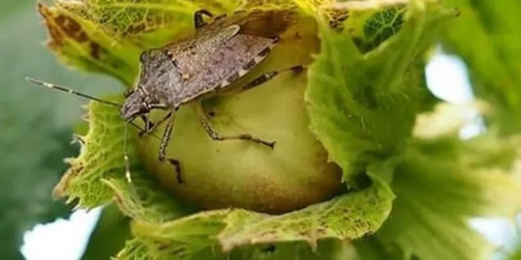 Fındık üreticileri böceğe karşı uyarıldı